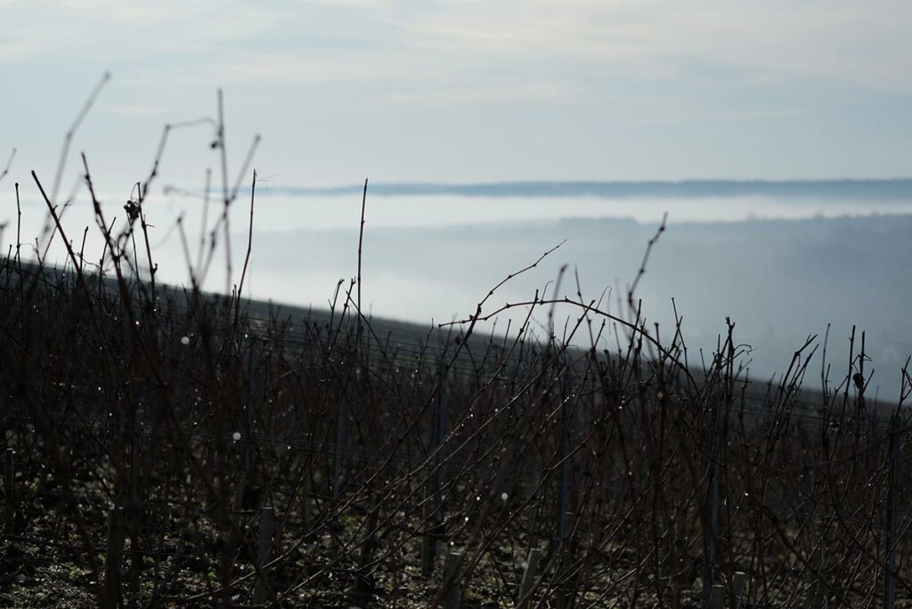 02_vignes-bourgogne-vin-nantoux-maison-frederic-leprince